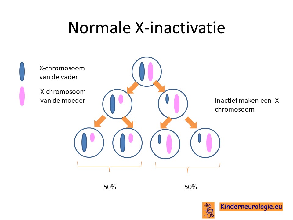 x-chromosoom inactivatie